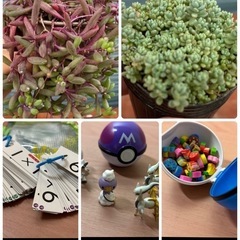 多肉植物•子ども用品