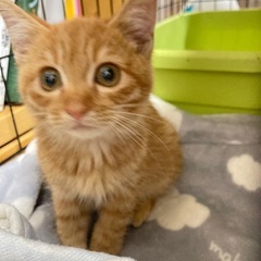 茶トラボーイ2.5ヶ月