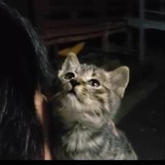 実家の庭に迷い込んできました。