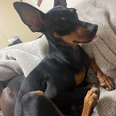 犬友さん募集