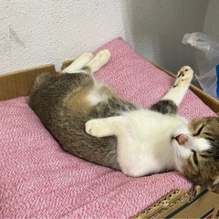 生後9ヶ月前後💗甘えん坊で元気な女の子です🎀