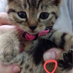 とても可愛い1カ月の女の子里親さん決まりましま