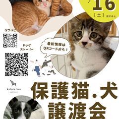 保護ねこ＆保護いぬ 譲渡会 in kokoelma 11/16(...