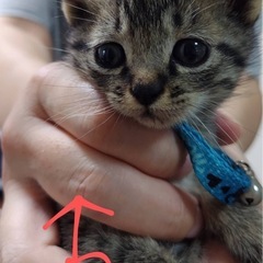 まるまる1カ月男の子里親さん決まりました
