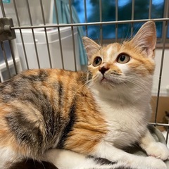 お目々クリクリミケ猫3ヶ月 - 阪南市
