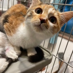 お目々クリクリミケ猫3ヶ月 − 大阪府
