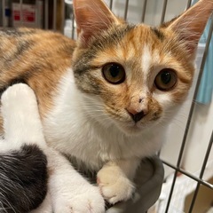 お目々クリクリミケ猫3ヶ月 - 猫