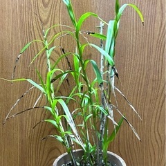 【洋蘭原種】Neobenthamia.gracilis 大株の画像