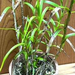 【洋蘭原種】Neobenthamia.gracilis 大株の画像