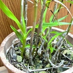 【洋蘭原種】Neobenthamia.gracilis 大株の画像