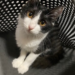 ハチワレちゃんの里親様募集