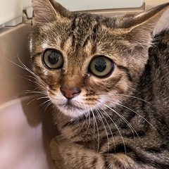 少し怖がりさんなキジ子猫
