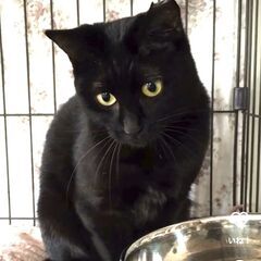 11/4月曜日（祭日）　譲渡会in溝の口駅北口　子猫から大人猫まで - 猫