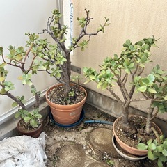 ①植木（園芸、植物、花）