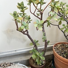 ①植木（園芸、植物、花）の画像