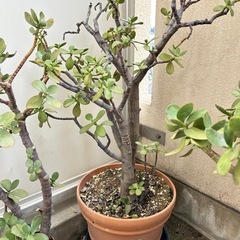 ①植木（園芸、植物、花）の画像