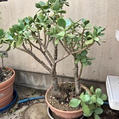 ①植木（園芸、植物、花）の画像