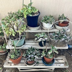 ②植木（花、植物、園芸）