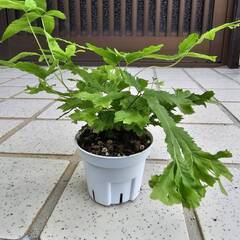 プテリス　ロウェリー　観葉植物