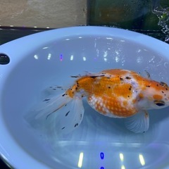 ピンポンパール 金魚