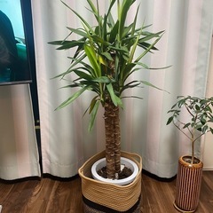 ユッカ　130センチ