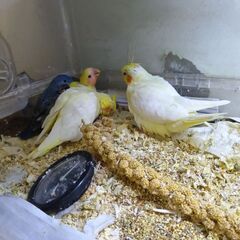 オカメインコ　10月２９日入荷