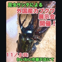 わいわい市藤沢店✨カブクワ展示会&メダカ・えびすくいイベントのお知らせ