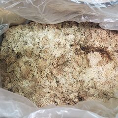 国産　生水苔　乾燥の画像