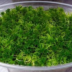 国産　生水苔　乾燥の画像