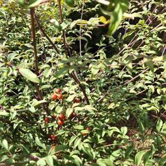 ○南天の木、植物の画像