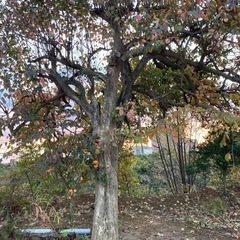 薪（交渉中です！）
の画像