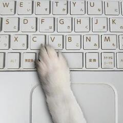 ★IT系エンジニア★仙台市★ご希望言語　JAVA、C♯、SQL、COBOL★【TMS】　の画像
