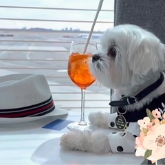 犬友達 平日カフェなど行ける方🐶