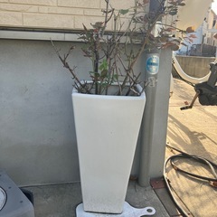 植木鉢２つの画像