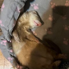フェレットの輸血のご協力のお願い