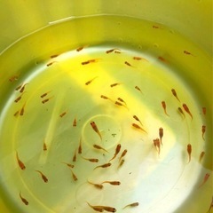 楊貴妃💐メダカ若魚１２.匹 +⒉🟩グリーンウォーター安定飼育水.可.の画像