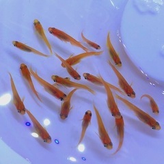 楊貴妃💐メダカ若魚１２.匹 +⒉🟩グリーンウォーター安定飼育水.可.の画像