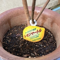 レモンマートルの画像