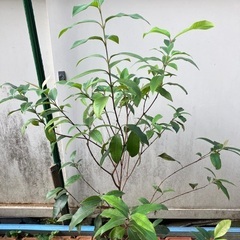 レモンマートル