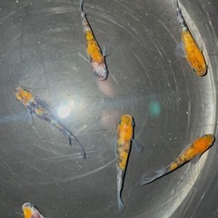 ミックスメダカ　10匹(種類は説明文にあります)の画像