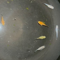 ミックスメダカ　10匹(種類は説明文にあります)の画像