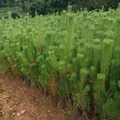 愛媛県喜多郡内子町で正月用若松の運搬、荷造り作業等のお仕事！【単...