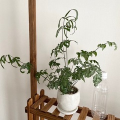 観葉植物　プテリス