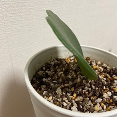 観葉植物　ハートホヤの画像