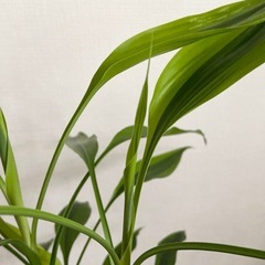 観葉植物　ドラセナサンデリアーナの画像