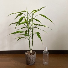 観葉植物　ドラセナサンデリアーナ