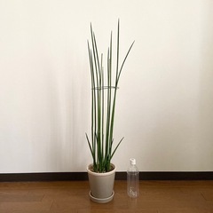 観葉植物　サンスベリア