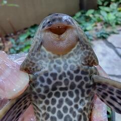 サッカープレコ 約20センチ (ロイヤルトリニダードプレコ) プレコ/観賞魚 熱帯魚 魚の画像