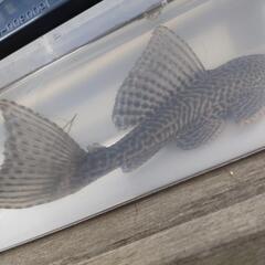 サッカープレコ 約20センチ (ロイヤルトリニダードプレコ) プレコ/観賞魚 熱帯魚 魚の画像