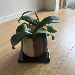 胡蝶蘭の株ポットつき